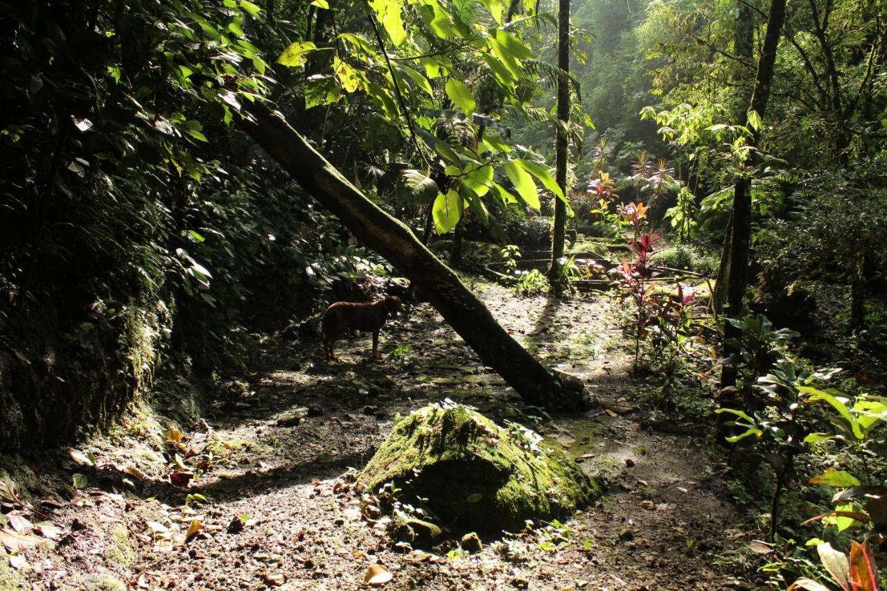 Princesa De La Luna Ecolodge La Fortuna Εξωτερικό φωτογραφία
